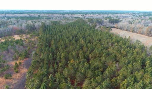 Photo of SOLD!!  139 Acres of Timber and Hunting Land For Sale in Hoke County NC!