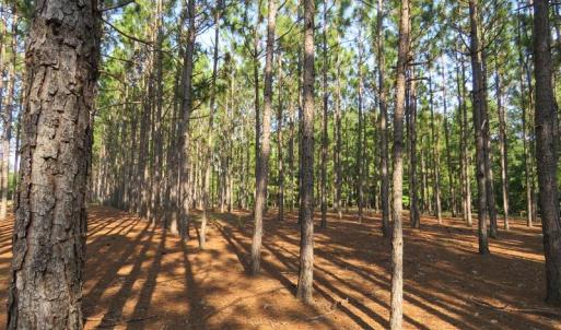 Photo of SOLD!!  139 Acres of Timber and Hunting Land For Sale in Hoke County NC!