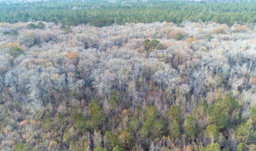 Photo of SOLD!!  139 Acres of Timber and Hunting Land For Sale in Hoke County NC!