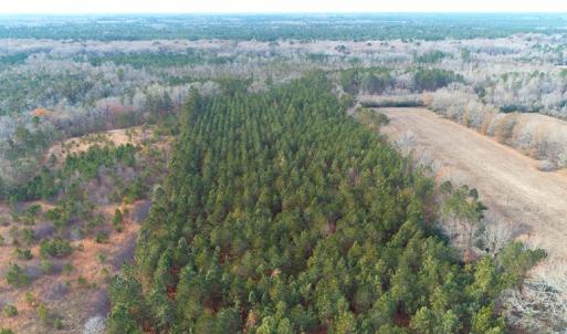 Photo of SOLD!!  139 Acres of Timber and Hunting Land For Sale in Hoke County NC!