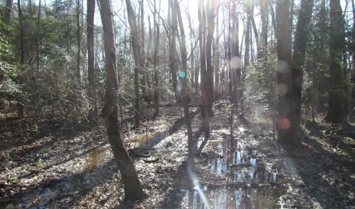 Photo of UNDER CONTRACT!  42.6 Acres of Timber and Farm Land For Sale in Sussex County VA!