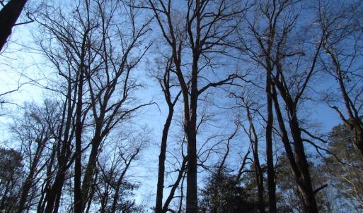 Photo of UNDER CONTRACT!  42.6 Acres of Timber and Farm Land For Sale in Sussex County VA!