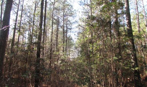 Photo of UNDER CONTRACT!  42.6 Acres of Timber and Farm Land For Sale in Sussex County VA!