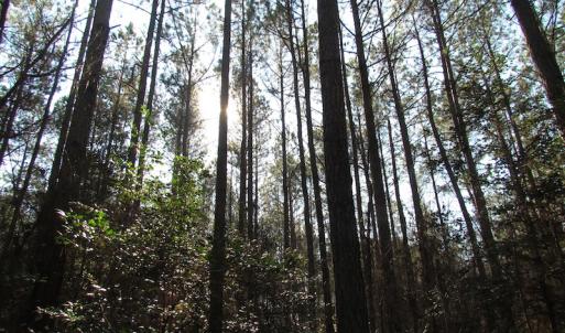 Photo of UNDER CONTRACT!  42.6 Acres of Timber and Farm Land For Sale in Sussex County VA!