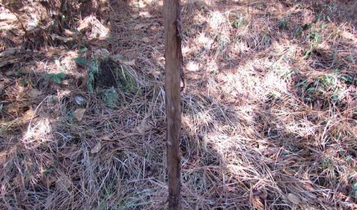 Photo of UNDER CONTRACT!  42.6 Acres of Timber and Farm Land For Sale in Sussex County VA!