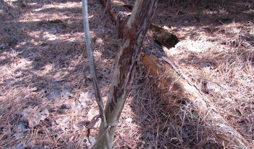 Photo of UNDER CONTRACT!  42.6 Acres of Timber and Farm Land For Sale in Sussex County VA!