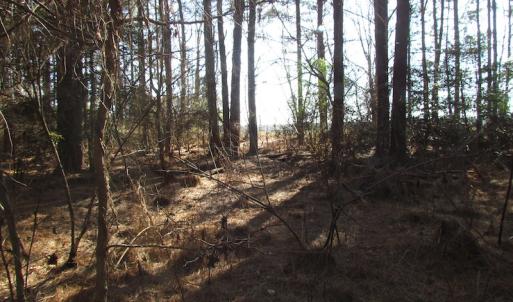 Photo of UNDER CONTRACT!  42.6 Acres of Timber and Farm Land For Sale in Sussex County VA!