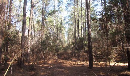 Photo of UNDER CONTRACT!  42.6 Acres of Timber and Farm Land For Sale in Sussex County VA!