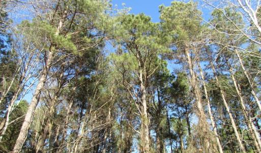 Photo of UNDER CONTRACT!  42.6 Acres of Timber and Farm Land For Sale in Sussex County VA!