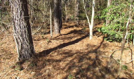 Photo of UNDER CONTRACT!  42.6 Acres of Timber and Farm Land For Sale in Sussex County VA!