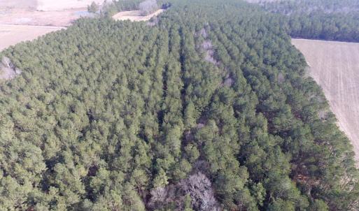 Photo of UNDER CONTRACT!  42.6 Acres of Timber and Farm Land For Sale in Sussex County VA!