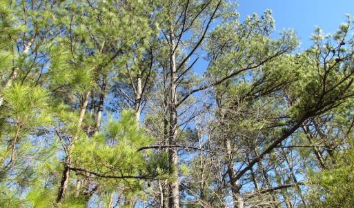 Photo of UNDER CONTRACT!  17.7 Acres of Residential and Hunting Land For Sale in Greensville County VA!