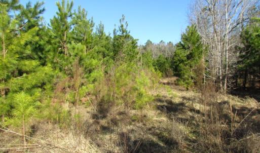 Photo of UNDER CONTRACT!  17.7 Acres of Residential and Hunting Land For Sale in Greensville County VA!