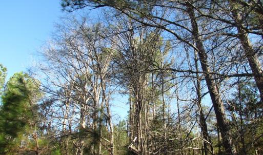 Photo of UNDER CONTRACT!  17.7 Acres of Residential and Hunting Land For Sale in Greensville County VA!