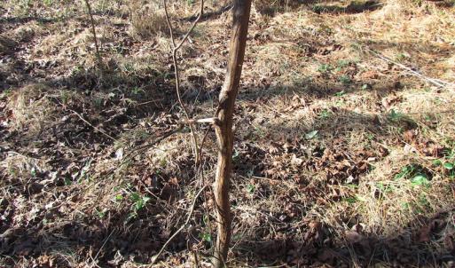 Photo of UNDER CONTRACT!  17.7 Acres of Residential and Hunting Land For Sale in Greensville County VA!