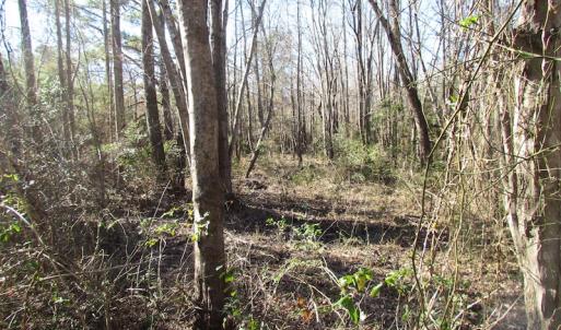 Photo of UNDER CONTRACT!  17.7 Acres of Residential and Hunting Land For Sale in Greensville County VA!