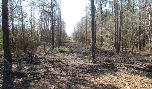 Photo of UNDER CONTRACT!  17.7 Acres of Residential and Hunting Land For Sale in Greensville County VA!