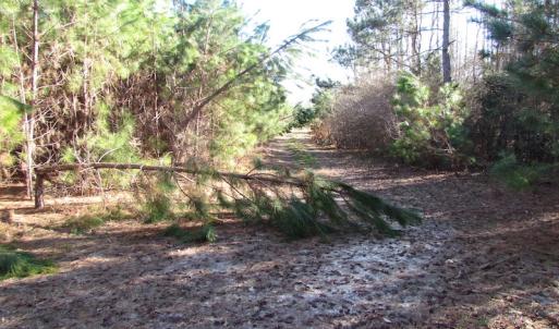 Photo of UNDER CONTRACT!  17.7 Acres of Residential and Hunting Land For Sale in Greensville County VA!