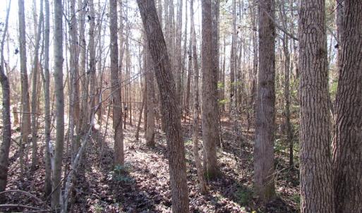 Photo of UNDER CONTRACT!  17.7 Acres of Residential and Hunting Land For Sale in Greensville County VA!