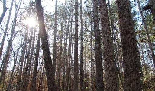 Photo of UNDER CONTRACT!  17.7 Acres of Residential and Hunting Land For Sale in Greensville County VA!
