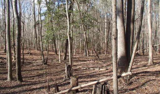 Photo of UNDER CONTRACT!  46.3 Acres of Farm and Timber Land For Sale in Nash County NC!