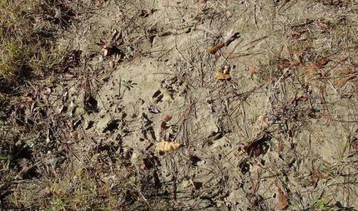 Photo of UNDER CONTRACT!  46.3 Acres of Farm and Timber Land For Sale in Nash County NC!