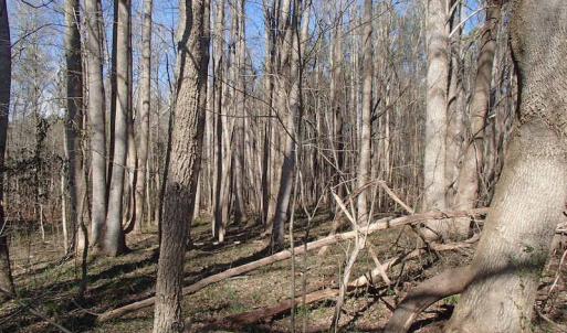Photo of UNDER CONTRACT!  46.3 Acres of Farm and Timber Land For Sale in Nash County NC!