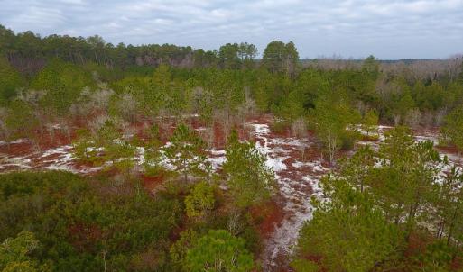Photo of UNDER CONTRACT!  32 Acres of Residential Hunting and Timber Land for Sale in Bladen County NC!