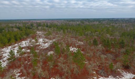 Photo of UNDER CONTRACT!  32 Acres of Residential Hunting and Timber Land for Sale in Bladen County NC!