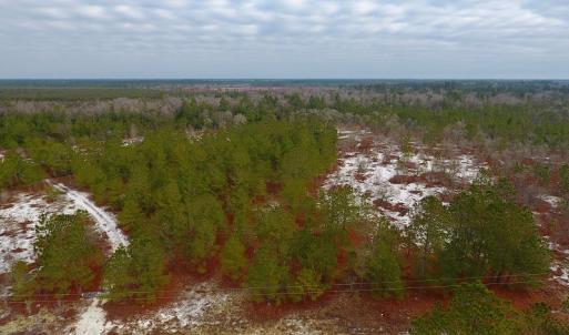 Photo of UNDER CONTRACT!  32 Acres of Residential Hunting and Timber Land for Sale in Bladen County NC!