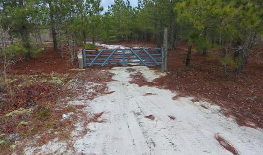 Photo of UNDER CONTRACT!  32 Acres of Residential Hunting and Timber Land for Sale in Bladen County NC!