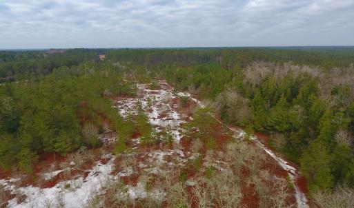 Photo of UNDER CONTRACT!  32 Acres of Residential Hunting and Timber Land for Sale in Bladen County NC!
