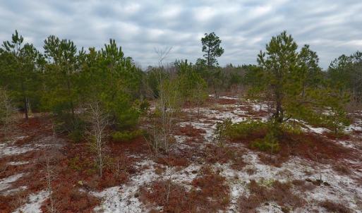 Photo of UNDER CONTRACT!  32 Acres of Residential Hunting and Timber Land for Sale in Bladen County NC!