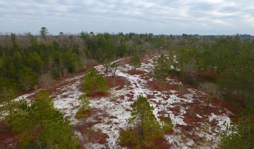 Photo of UNDER CONTRACT!  32 Acres of Residential Hunting and Timber Land for Sale in Bladen County NC!