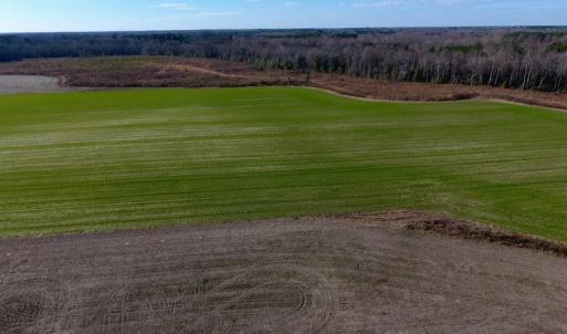 Photo of SOLD!  312 Acres of Farm and Hunting Land For Sale in Edgecombe County NC!