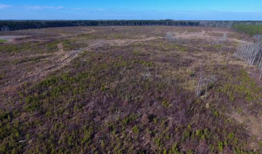 Photo of SOLD!  312 Acres of Farm and Hunting Land For Sale in Edgecombe County NC!