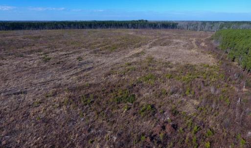 Photo of SOLD!  312 Acres of Farm and Hunting Land For Sale in Edgecombe County NC!