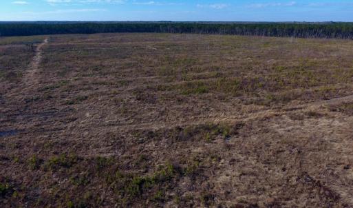 Photo of SOLD!  312 Acres of Farm and Hunting Land For Sale in Edgecombe County NC!