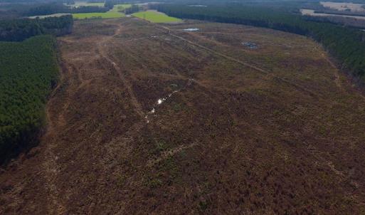 Photo of SOLD!  312 Acres of Farm and Hunting Land For Sale in Edgecombe County NC!