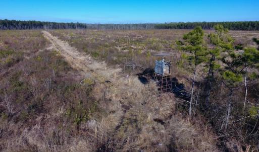 Photo of SOLD!  312 Acres of Farm and Hunting Land For Sale in Edgecombe County NC!