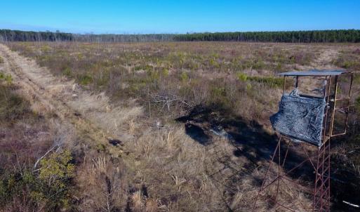 Photo of SOLD!  312 Acres of Farm and Hunting Land For Sale in Edgecombe County NC!