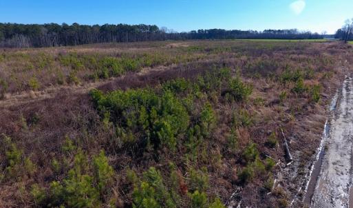 Photo of SOLD!  312 Acres of Farm and Hunting Land For Sale in Edgecombe County NC!
