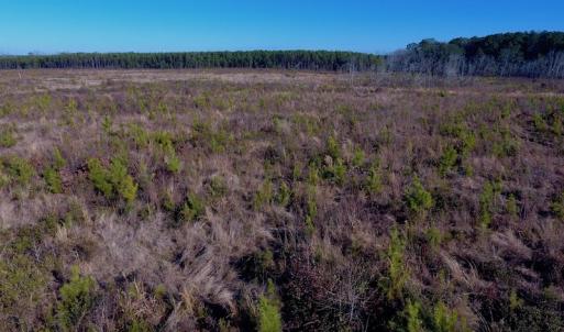 Photo of SOLD!  312 Acres of Farm and Hunting Land For Sale in Edgecombe County NC!