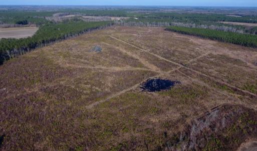 Photo of SOLD!  312 Acres of Farm and Hunting Land For Sale in Edgecombe County NC!