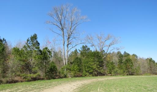 Photo of SOLD!  58 Acres of Farm and Timber Land For Sale in Robeson County NC!