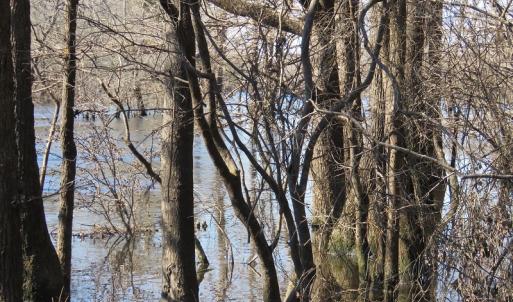 Photo of UNDER CONTRACT!  7 Acres of Riverfront Timber and Hunting Land For Sale in Pender County NC!