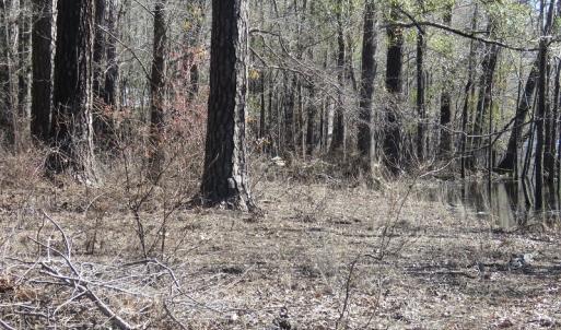 Photo of UNDER CONTRACT!  7 Acres of Riverfront Timber and Hunting Land For Sale in Pender County NC!