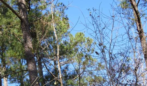 Photo of UNDER CONTRACT!  7 Acres of Riverfront Timber and Hunting Land For Sale in Pender County NC!