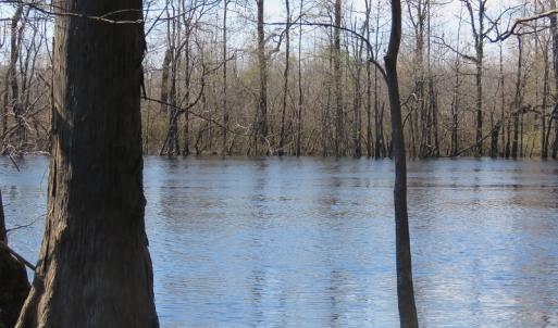 Photo of UNDER CONTRACT!  7 Acres of Riverfront Timber and Hunting Land For Sale in Pender County NC!