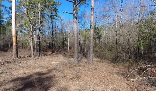Photo of UNDER CONTRACT!  7 Acres of Riverfront Timber and Hunting Land For Sale in Pender County NC!
